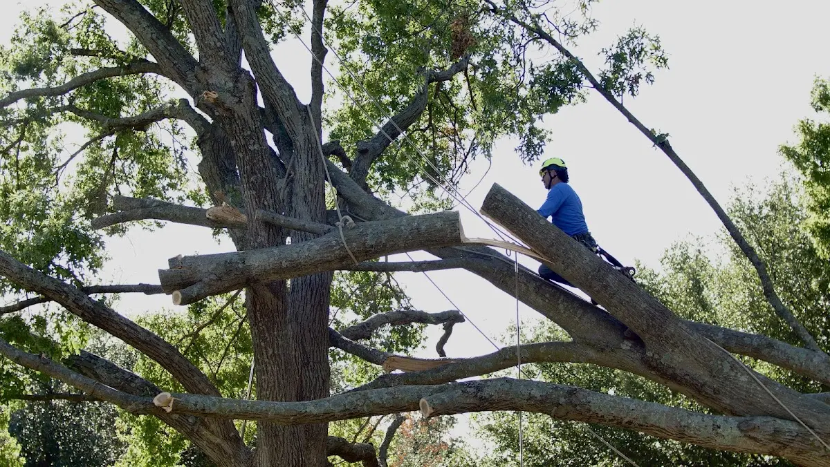 Professional Hazardous Tree Removal performed by certified arborists in Witt